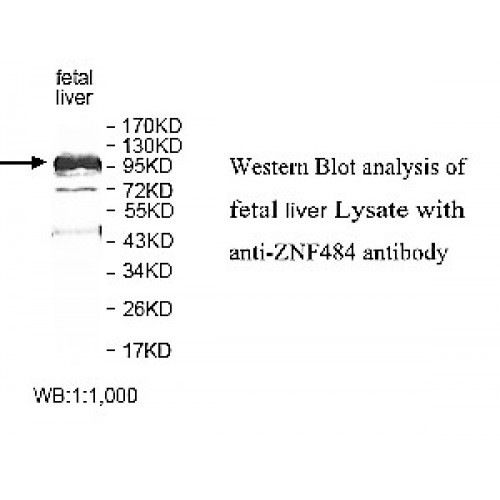 ZNF454 Antibody