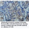 ZNF490 Antibody