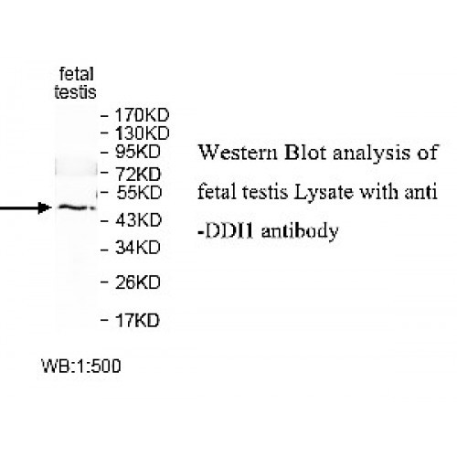 ZNF454 Antibody