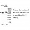 ZNF454 Antibody