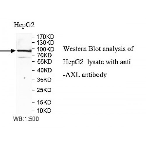 ZNF454 Antibody