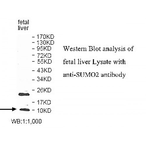 SUMO2 Antibody