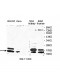 SUMO4 Antibody