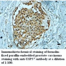 USP37 Antibody