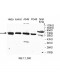 AGBL4 Antibody