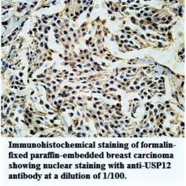 USP12 Antibody