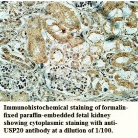 USP20 Antibody