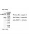 AMOTL1 Antibody