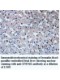 DUSP13 Antibody