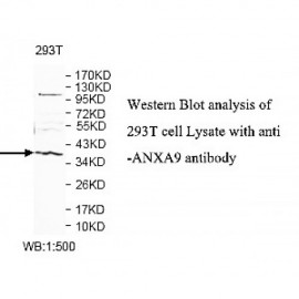 ANXA9 Antibody