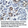 ZNF460 Antibody