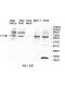 ZNF460 Antibody