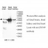 ZNF649 Antibody
