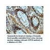 ZFP28 Antibody