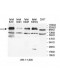MBD1 Antibody