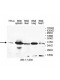 LIN28 Antibody