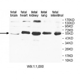 AP1M2 Antibody