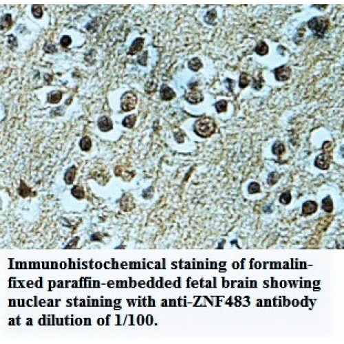 ZNF483 Antibody
