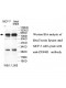 ZNF483 Antibody