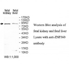ZNF560 Antibody