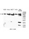 ACTN4 Antibody