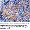 ZNF699 Antibody