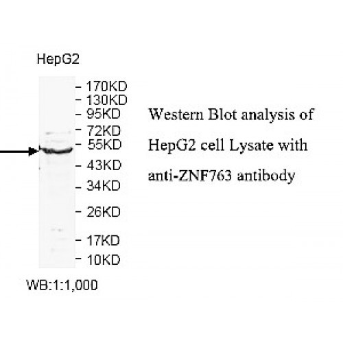 ZNF763 Antibody