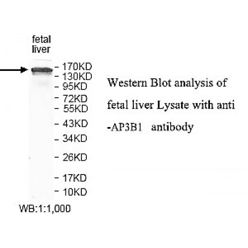 AP3B1 Antibody