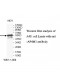AP4M1 Antibody