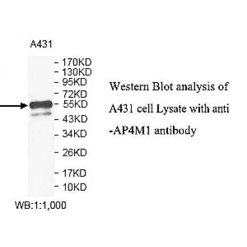 AP4M1 Antibody