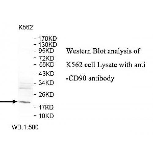 CD90 Antibody