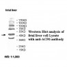 ACP6 Antibody