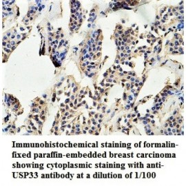 USP33 Antibody