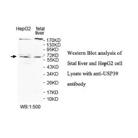 USP39 Antibody