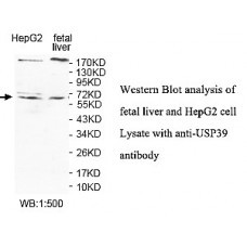 USP39 Antibody