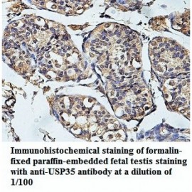 USP35 Antibody