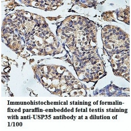 USP35 Antibody