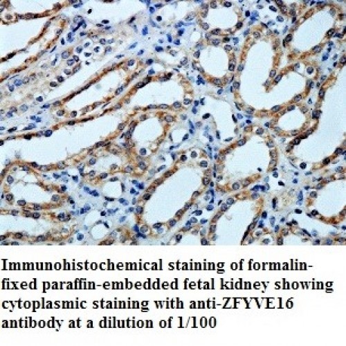 ZFYVE16 Antibody