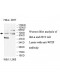 WTIP Antibody