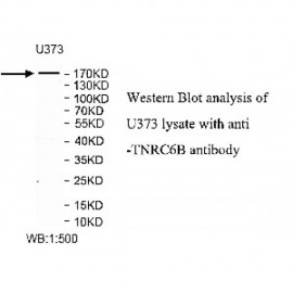 TNRC6B Antibody