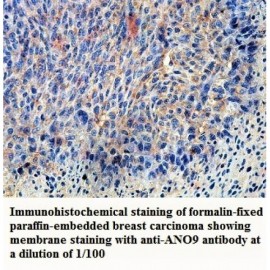 ANO9 Antibody