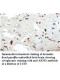 AP3S1 Antibody