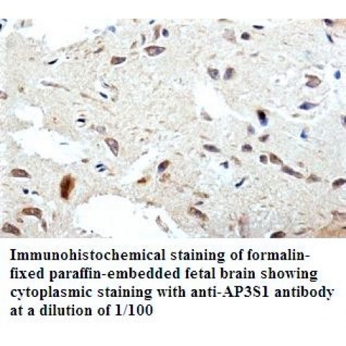 AP3S1 Antibody