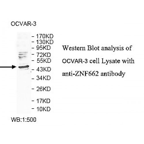 ZNF662 Antibody