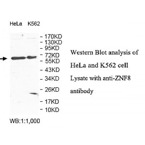 ZNF8 Antibody