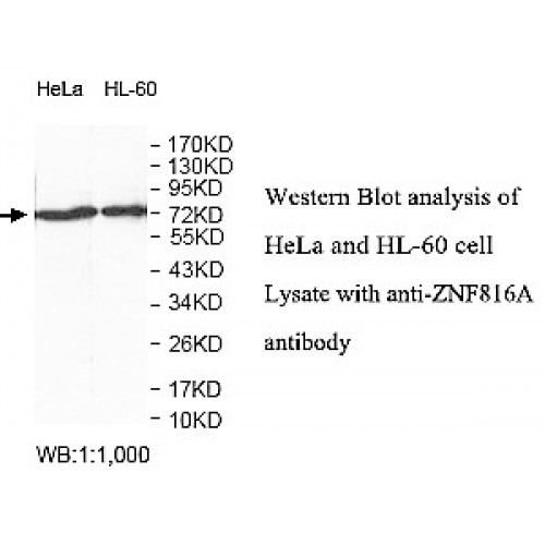 ZNF816A Antibody