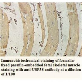 USP38 Antibody