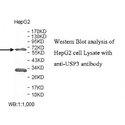 USP3 Antibody