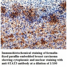STAT3 Antibody
