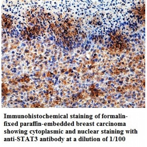 STAT3 Antibody
